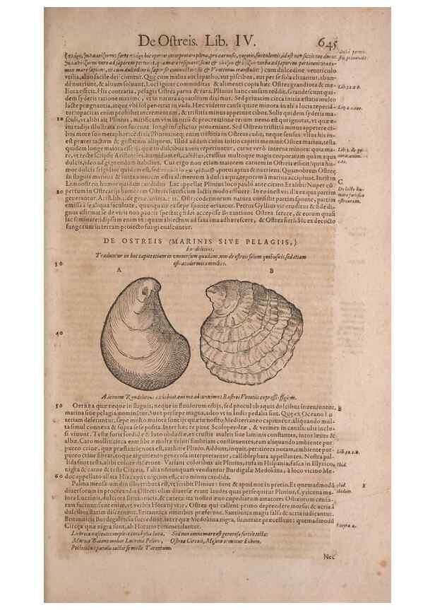 Reproducción/Reproduction 14948355524: Conradi Gesneri medici Tigurini Historiae animalium liber IV :. Francofurti :In Bibliopolio Andreae Cambieri,anno MDCIIII [1604]