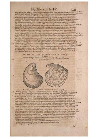 Reproducción/Reproduction 14948355524: Conradi Gesneri medici Tigurini Historiae animalium liber IV :. Francofurti :In Bibliopolio Andreae Cambieri,anno MDCIIII [1604]