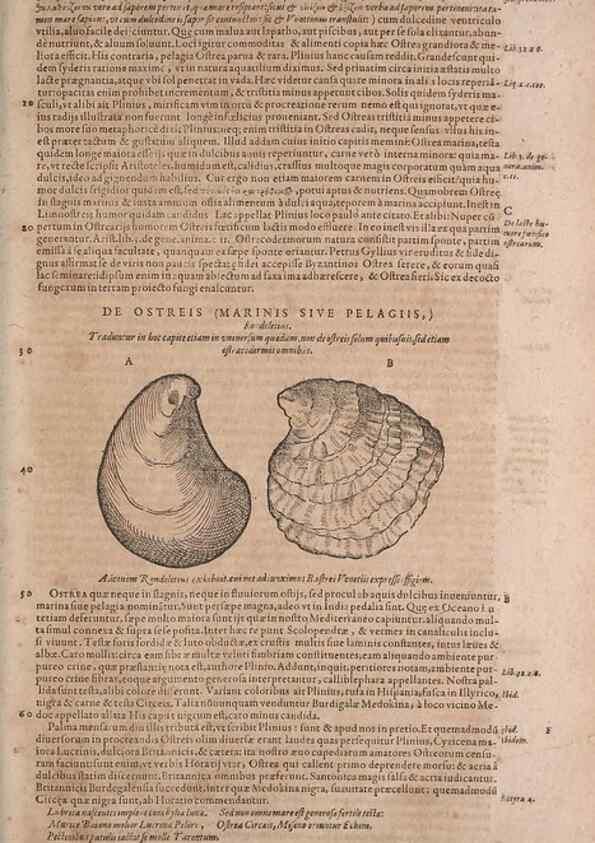 Reproducción/Reproduction 14948355524: Conradi Gesneri medici Tigurini Historiae animalium liber IV :. Francofurti :In Bibliopolio Andreae Cambieri,anno MDCIIII [1604]