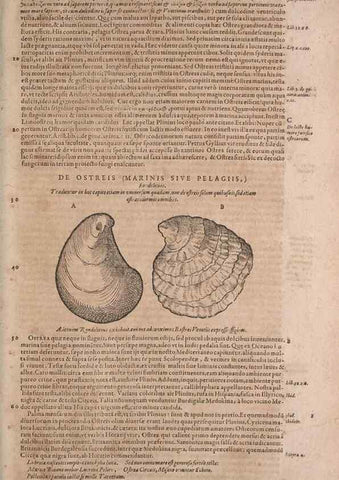 Reproducción/Reproduction 14948355524: Conradi Gesneri medici Tigurini Historiae animalium liber IV :. Francofurti :In Bibliopolio Andreae Cambieri,anno MDCIIII [1604]