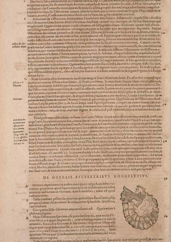 Reproducción/Reproduction 15569947602: Conradi Gesneri medici Tigurini Historiae animalium liber IV :. Francofurti :In Bibliopolio Andreae Cambieri,anno MDCIIII [1604]
