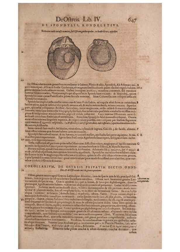 Reproducción/Reproduction 14948360764: Conradi Gesneri medici Tigurini Historiae animalium liber IV :. Francofurti :In Bibliopolio Andreae Cambieri,anno MDCIIII [1604]