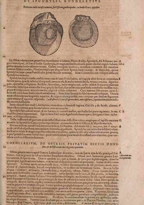 Reproducción/Reproduction 14948360764: Conradi Gesneri medici Tigurini Historiae animalium liber IV :. Francofurti :In Bibliopolio Andreae Cambieri,anno MDCIIII [1604]