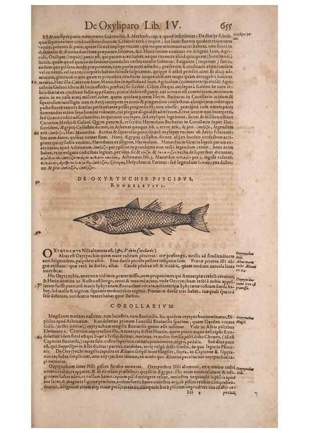 Reproducción/Reproduction 15569114905: Conradi Gesneri medici Tigurini Historiae animalium liber IV :. Francofurti :In Bibliopolio Andreae Cambieri,anno MDCIIII [1604]