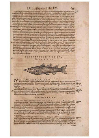 Reproducción/Reproduction 15569114905: Conradi Gesneri medici Tigurini Historiae animalium liber IV :. Francofurti :In Bibliopolio Andreae Cambieri,anno MDCIIII [1604]