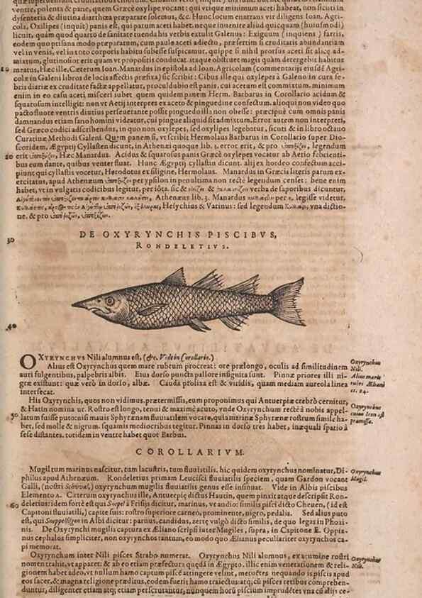 Reproducción/Reproduction 15569114905: Conradi Gesneri medici Tigurini Historiae animalium liber IV :. Francofurti :In Bibliopolio Andreae Cambieri,anno MDCIIII [1604]