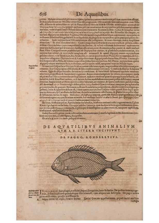 Reproducción/Reproduction 15383107007: Conradi Gesneri medici Tigurini Historiae animalium liber IV :. Francofurti :In Bibliopolio Andreae Cambieri,anno MDCIIII [1604]