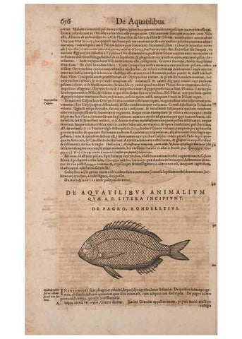Reproducción/Reproduction 15383107007: Conradi Gesneri medici Tigurini Historiae animalium liber IV :. Francofurti :In Bibliopolio Andreae Cambieri,anno MDCIIII [1604]