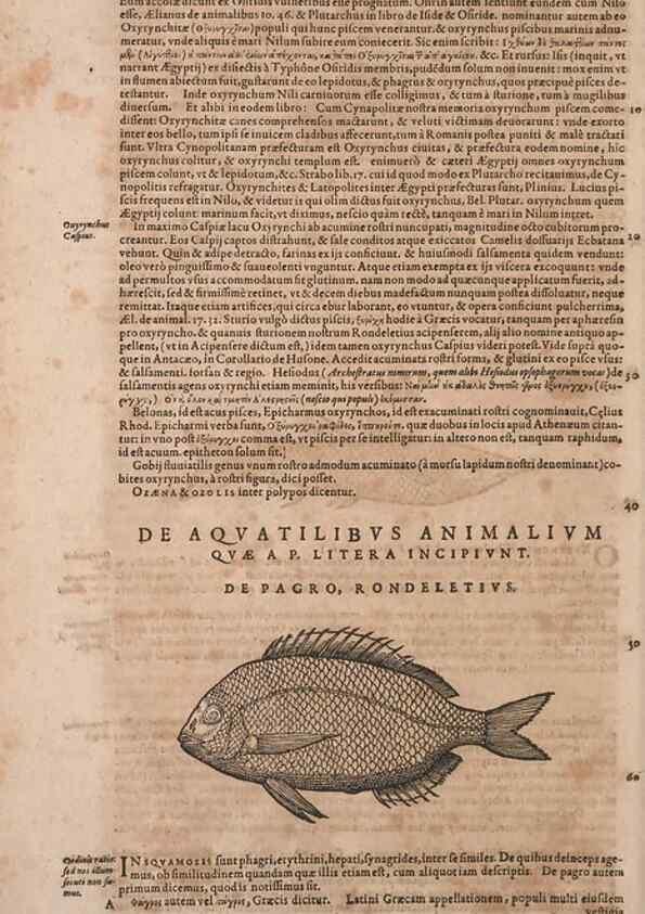 Reproducción/Reproduction 15383107007: Conradi Gesneri medici Tigurini Historiae animalium liber IV :. Francofurti :In Bibliopolio Andreae Cambieri,anno MDCIIII [1604]
