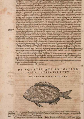 Reproducción/Reproduction 15383107007: Conradi Gesneri medici Tigurini Historiae animalium liber IV :. Francofurti :In Bibliopolio Andreae Cambieri,anno MDCIIII [1604]