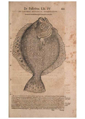 Reproducción/Reproduction 15566445141: Conradi Gesneri medici Tigurini Historiae animalium liber IV :. Francofurti :In Bibliopolio Andreae Cambieri,anno MDCIIII [1604]