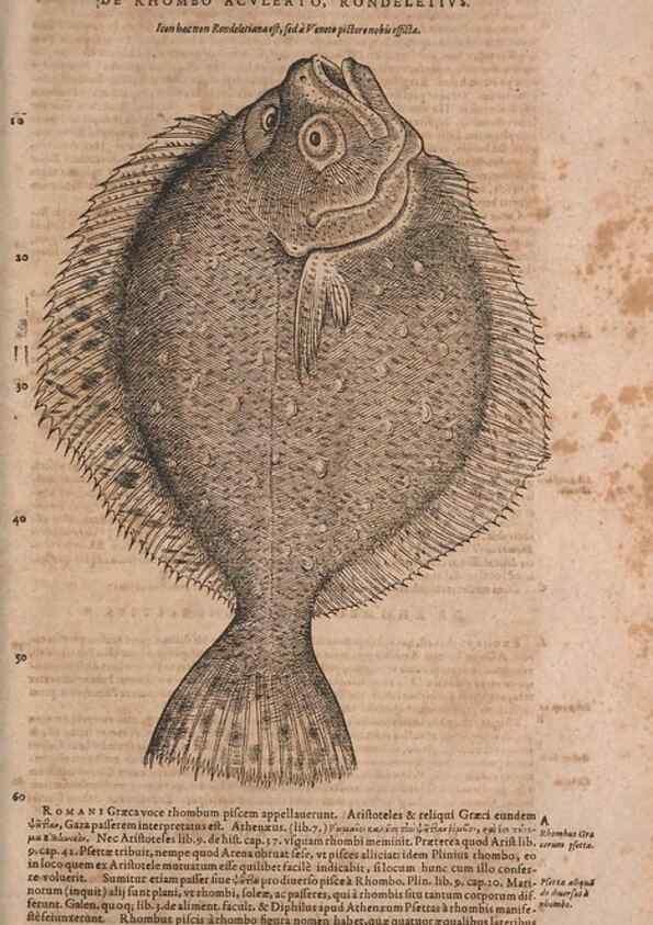 Reproducción/Reproduction 15566445141: Conradi Gesneri medici Tigurini Historiae animalium liber IV :. Francofurti :In Bibliopolio Andreae Cambieri,anno MDCIIII [1604]