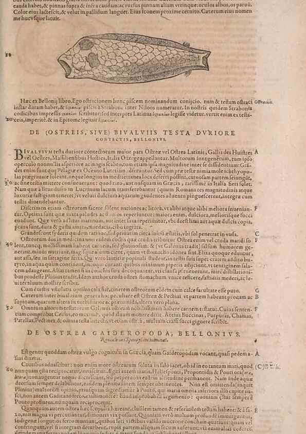 Reproducción/Reproduction 15569103775: Conradi Gesneri medici Tigurini Historiae animalium liber IV :. Francofurti :In Bibliopolio Andreae Cambieri,anno MDCIIII [1604]