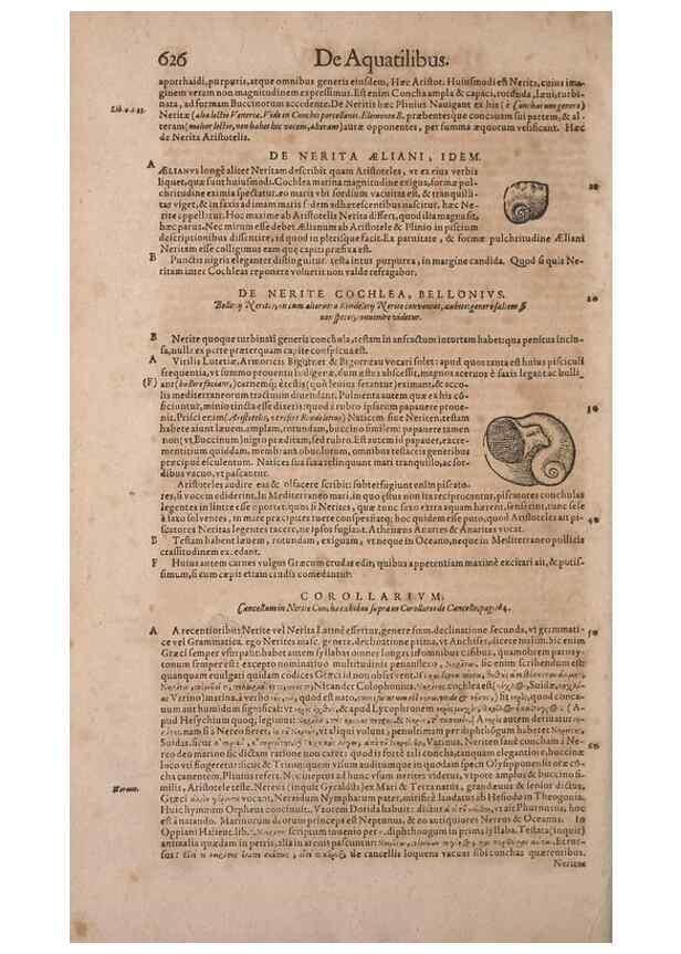 Reproducción/Reproduction 15382450469: Conradi Gesneri medici Tigurini Historiae animalium liber IV :. Francofurti :In Bibliopolio Andreae Cambieri,anno MDCIIII [1604]