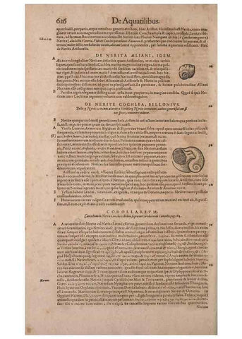 Reproducción/Reproduction 15382450469: Conradi Gesneri medici Tigurini Historiae animalium liber IV :. Francofurti :In Bibliopolio Andreae Cambieri,anno MDCIIII [1604]