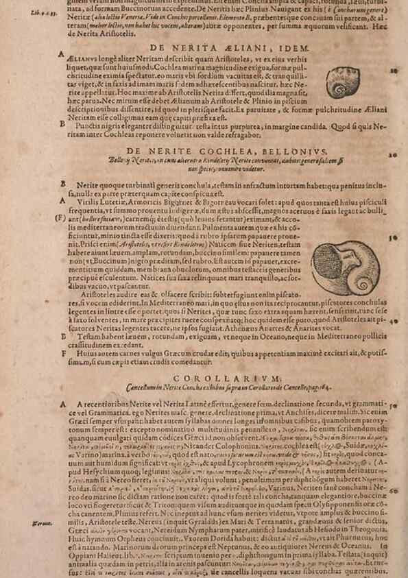 Reproducción/Reproduction 15382450469: Conradi Gesneri medici Tigurini Historiae animalium liber IV :. Francofurti :In Bibliopolio Andreae Cambieri,anno MDCIIII [1604]