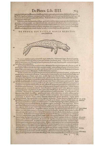 Reproducción/Reproduction 15383527030: Conradi Gesneri medici Tigurini Historiae animalium liber IV :. Francofurti :In Bibliopolio Andreae Cambieri,anno MDCIIII [1604]