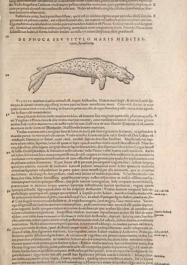 Reproducción/Reproduction 15383527030: Conradi Gesneri medici Tigurini Historiae animalium liber IV :. Francofurti :In Bibliopolio Andreae Cambieri,anno MDCIIII [1604]