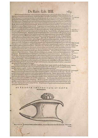 Reproducción/Reproduction 14948454924: Conradi Gesneri medici Tigurini Historiae animalium liber IV :. Francofurti :In Bibliopolio Andreae Cambieri,anno MDCIIII [1604]