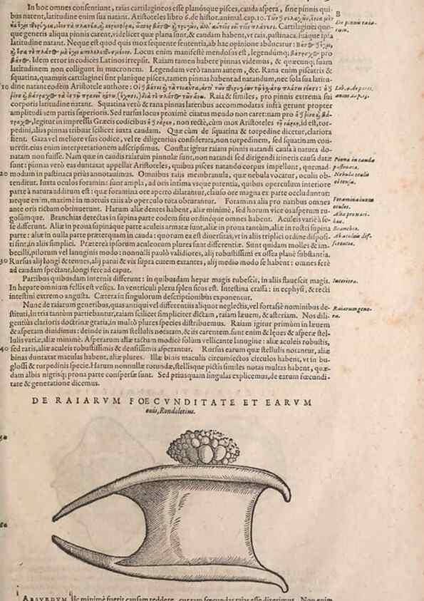 Reproducción/Reproduction 14948454924: Conradi Gesneri medici Tigurini Historiae animalium liber IV :. Francofurti :In Bibliopolio Andreae Cambieri,anno MDCIIII [1604]