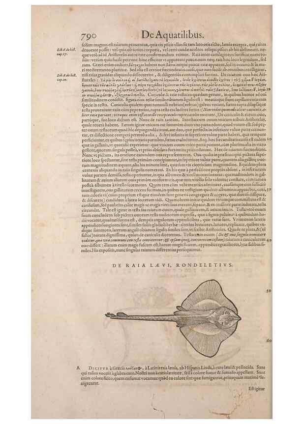 Reproducción/Reproduction 15566535361: Conradi Gesneri medici Tigurini Historiae animalium liber IV :. Francofurti :In Bibliopolio Andreae Cambieri,anno MDCIIII [1604]