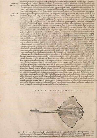 Reproducción/Reproduction 15566535361: Conradi Gesneri medici Tigurini Historiae animalium liber IV :. Francofurti :In Bibliopolio Andreae Cambieri,anno MDCIIII [1604]