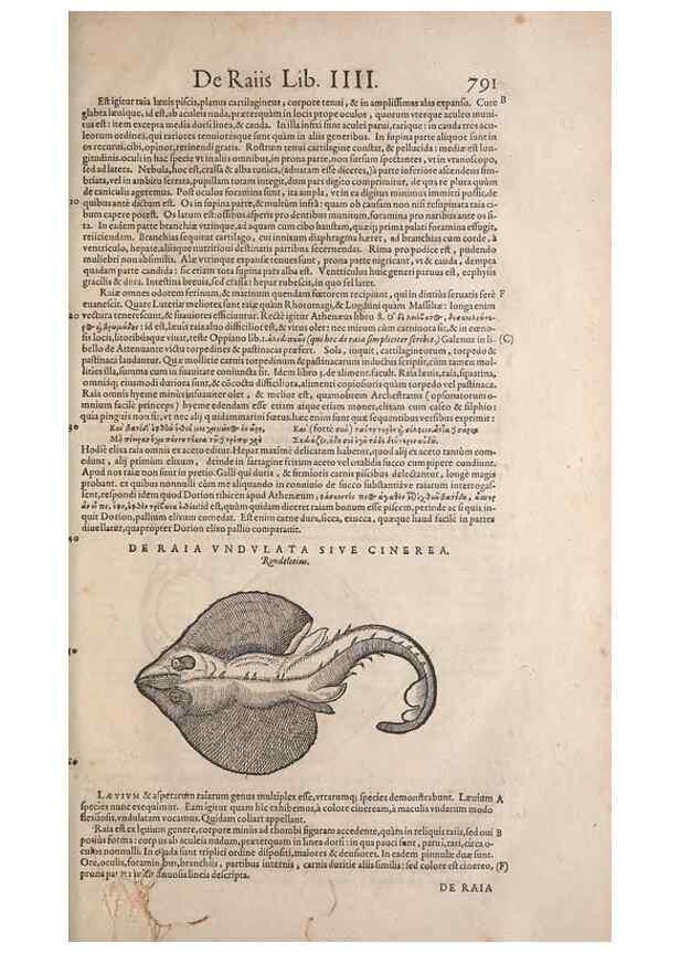 Reproducción/Reproduction 15570048252: Conradi Gesneri medici Tigurini Historiae animalium liber IV :. Francofurti :In Bibliopolio Andreae Cambieri,anno MDCIIII [1604]