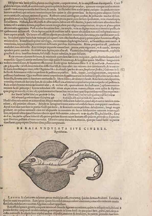 Reproducción/Reproduction 15570048252: Conradi Gesneri medici Tigurini Historiae animalium liber IV :. Francofurti :In Bibliopolio Andreae Cambieri,anno MDCIIII [1604]