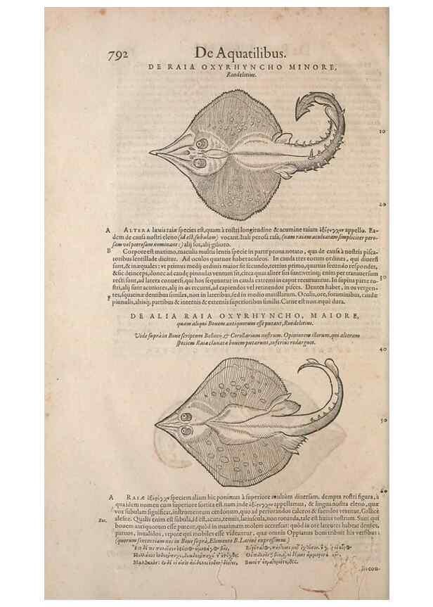 Reproducción/Reproduction 15545506976: Conradi Gesneri medici Tigurini Historiae animalium liber IV :. Francofurti :In Bibliopolio Andreae Cambieri,anno MDCIIII [1604]
