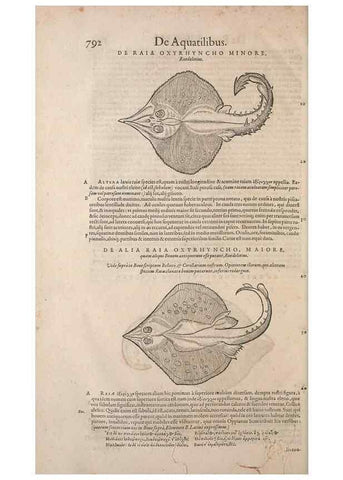 Reproducción/Reproduction 15545506976: Conradi Gesneri medici Tigurini Historiae animalium liber IV :. Francofurti :In Bibliopolio Andreae Cambieri,anno MDCIIII [1604]