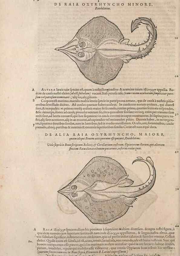 Reproducción/Reproduction 15545506976: Conradi Gesneri medici Tigurini Historiae animalium liber IV :. Francofurti :In Bibliopolio Andreae Cambieri,anno MDCIIII [1604]