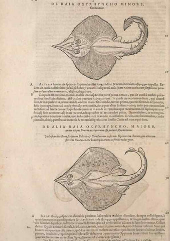 Reproducción/Reproduction 15545506976: Conradi Gesneri medici Tigurini Historiae animalium liber IV :. Francofurti :In Bibliopolio Andreae Cambieri,anno MDCIIII [1604]