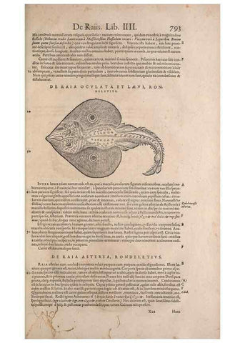Reproducción/Reproduction 15383579400: Conradi Gesneri medici Tigurini Historiae animalium liber IV :. Francofurti :In Bibliopolio Andreae Cambieri,anno MDCIIII [1604]
