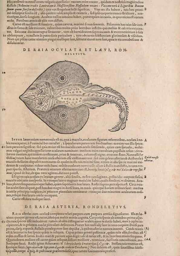 Reproducción/Reproduction 15383579400: Conradi Gesneri medici Tigurini Historiae animalium liber IV :. Francofurti :In Bibliopolio Andreae Cambieri,anno MDCIIII [1604]