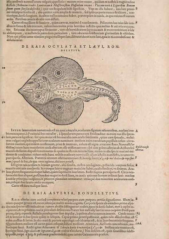 Reproducción/Reproduction 15383579400: Conradi Gesneri medici Tigurini Historiae animalium liber IV :. Francofurti :In Bibliopolio Andreae Cambieri,anno MDCIIII [1604]