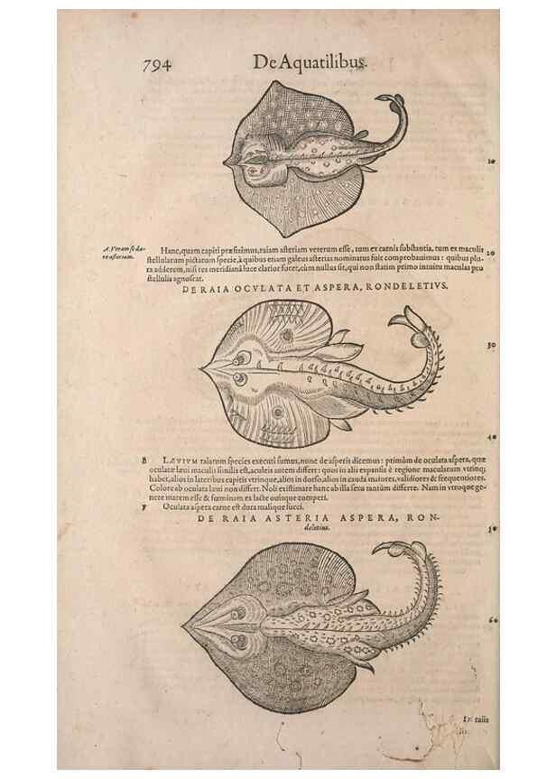 Reproducción/Reproduction 14948464144: Conradi Gesneri medici Tigurini Historiae animalium liber IV :. Francofurti :In Bibliopolio Andreae Cambieri,anno MDCIIII [1604]