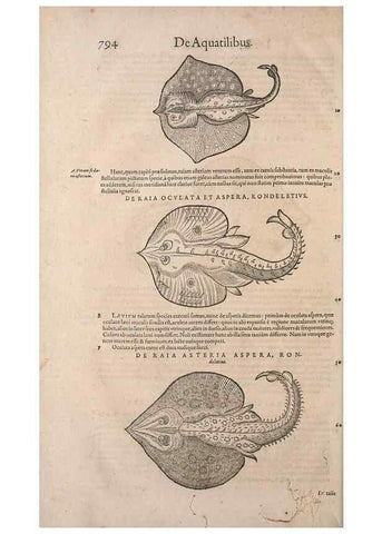 Reproducción/Reproduction 14948464144: Conradi Gesneri medici Tigurini Historiae animalium liber IV :. Francofurti :In Bibliopolio Andreae Cambieri,anno MDCIIII [1604]