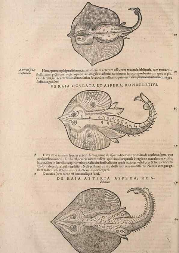 Reproducción/Reproduction 14948464144: Conradi Gesneri medici Tigurini Historiae animalium liber IV :. Francofurti :In Bibliopolio Andreae Cambieri,anno MDCIIII [1604]