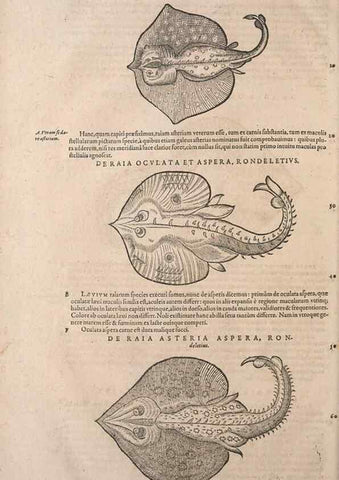 Reproducción/Reproduction 14948464144: Conradi Gesneri medici Tigurini Historiae animalium liber IV :. Francofurti :In Bibliopolio Andreae Cambieri,anno MDCIIII [1604]