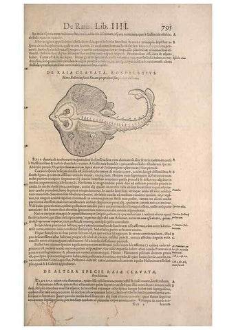 Reproducción/Reproduction 15383207697: Conradi Gesneri medici Tigurini Historiae animalium liber IV :. Francofurti :In Bibliopolio Andreae Cambieri,anno MDCIIII [1604]