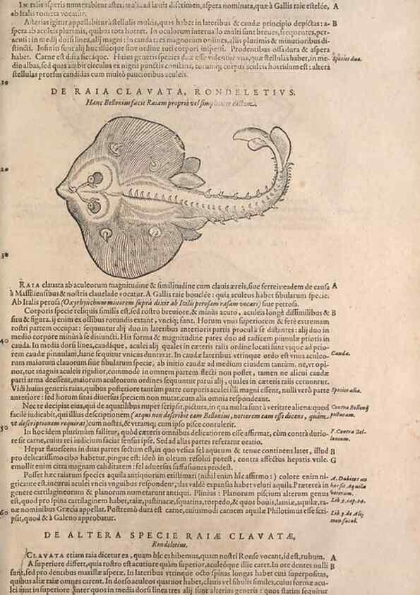 Reproducción/Reproduction 15383207697: Conradi Gesneri medici Tigurini Historiae animalium liber IV :. Francofurti :In Bibliopolio Andreae Cambieri,anno MDCIIII [1604]
