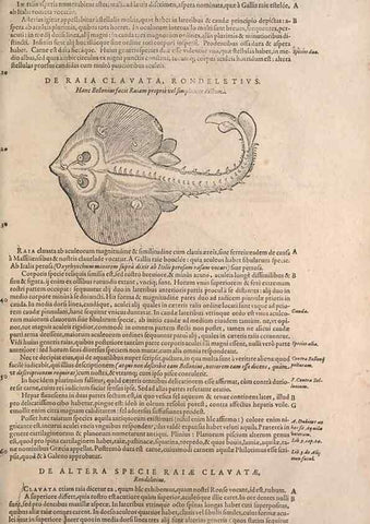 Reproducción/Reproduction 15383207697: Conradi Gesneri medici Tigurini Historiae animalium liber IV :. Francofurti :In Bibliopolio Andreae Cambieri,anno MDCIIII [1604]
