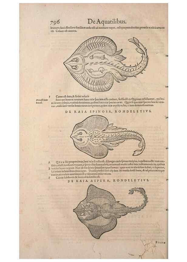 Reproducción/Reproduction 15566547201: Conradi Gesneri medici Tigurini Historiae animalium liber IV :. Francofurti :In Bibliopolio Andreae Cambieri,anno MDCIIII [1604]