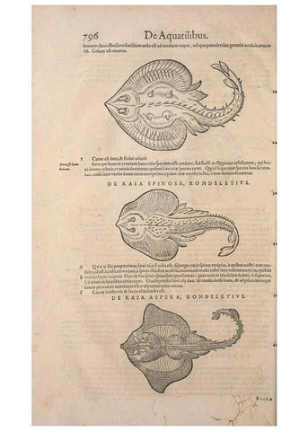 Reproducción/Reproduction 15566547201: Conradi Gesneri medici Tigurini Historiae animalium liber IV :. Francofurti :In Bibliopolio Andreae Cambieri,anno MDCIIII [1604]