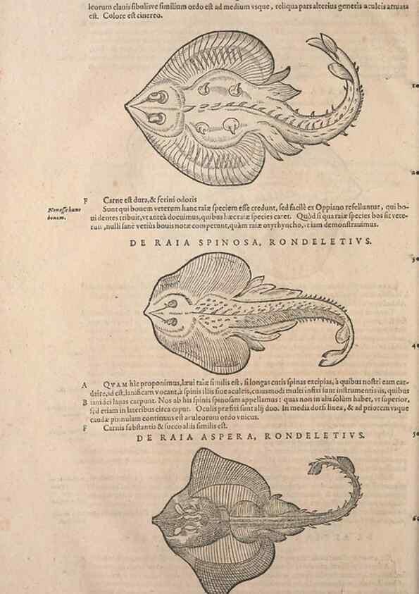 Reproducción/Reproduction 15566547201: Conradi Gesneri medici Tigurini Historiae animalium liber IV :. Francofurti :In Bibliopolio Andreae Cambieri,anno MDCIIII [1604]