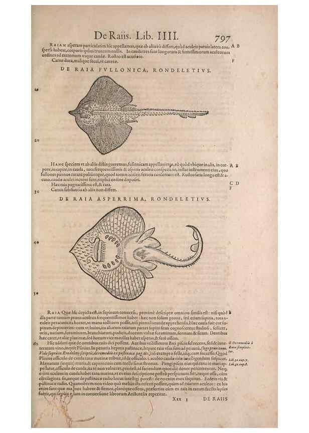 Reproducción/Reproduction 15570059272: Conradi Gesneri medici Tigurini Historiae animalium liber IV :. Francofurti :In Bibliopolio Andreae Cambieri,anno MDCIIII [1604]