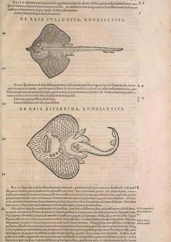 Reproducción/Reproduction 15570059272: Conradi Gesneri medici Tigurini Historiae animalium liber IV :. Francofurti :In Bibliopolio Andreae Cambieri,anno MDCIIII [1604]