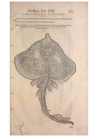 Reproducción/Reproduction 15383590310: Conradi Gesneri medici Tigurini Historiae animalium liber IV :. Francofurti :In Bibliopolio Andreae Cambieri,anno MDCIIII [1604]