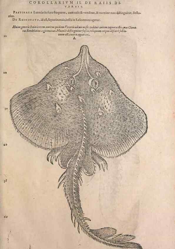 Reproducción/Reproduction 15383590310: Conradi Gesneri medici Tigurini Historiae animalium liber IV :. Francofurti :In Bibliopolio Andreae Cambieri,anno MDCIIII [1604]