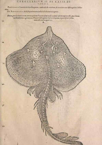 Reproducción/Reproduction 15383590310: Conradi Gesneri medici Tigurini Historiae animalium liber IV :. Francofurti :In Bibliopolio Andreae Cambieri,anno MDCIIII [1604]